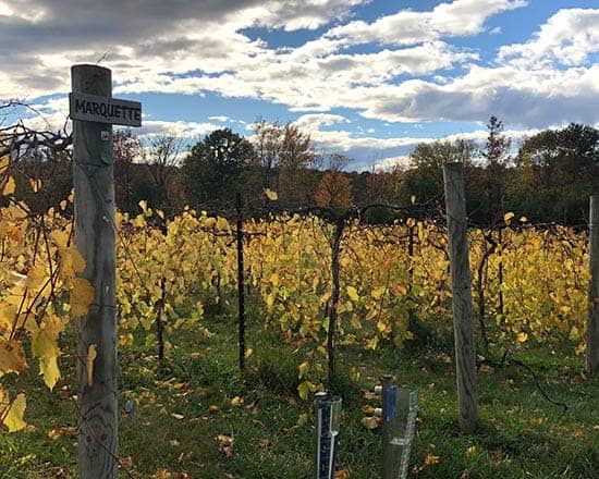 Marquette grape vines at Shelburne Vineyard.